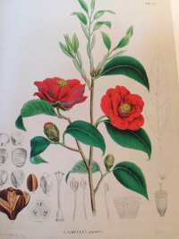 Дама с верблюдиями. Не только экскурсии по Вене